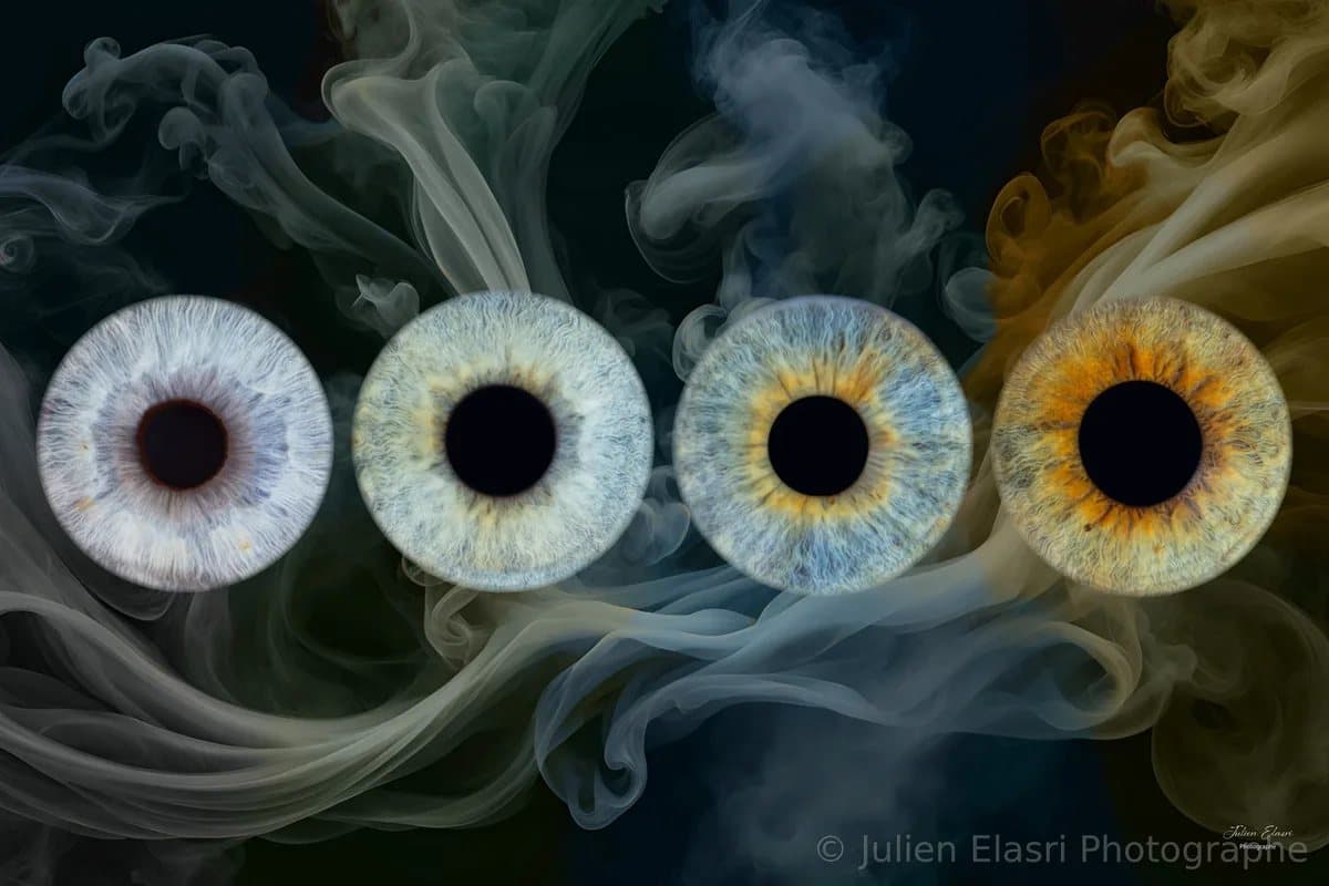 Quatre iris côte à côte, photographiés en macro